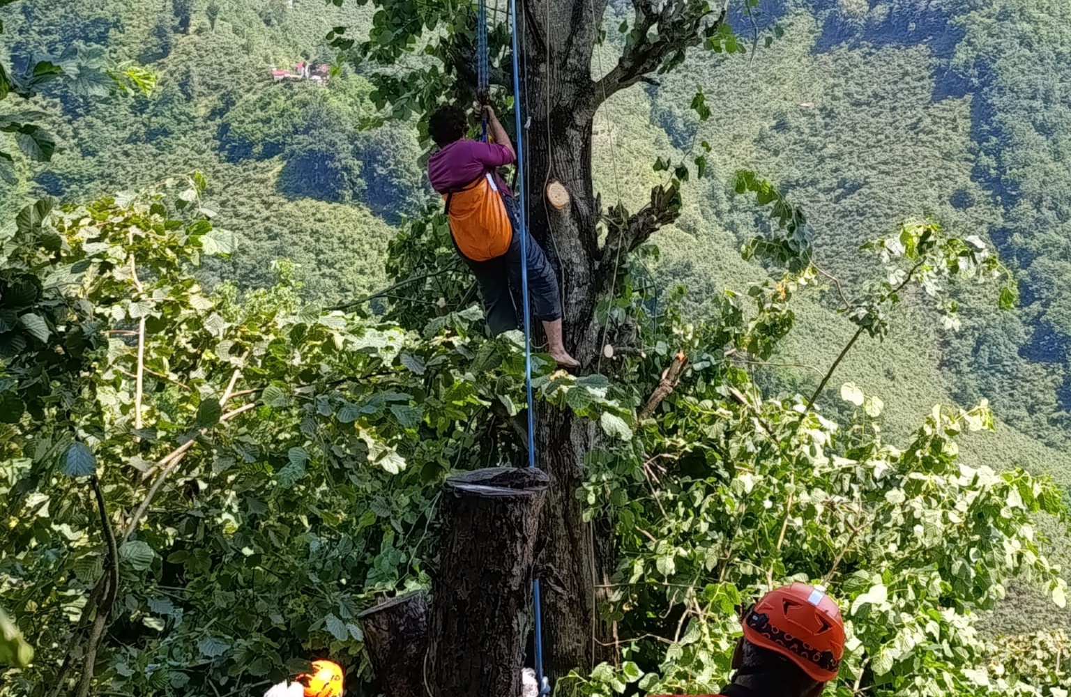 Ağaçta Mahsur kaldı