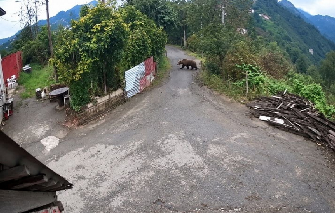 GÖRELE’DE YERLEŞİM YERİNE AYI İNDİ! MAHALLE SAKİNLERİ TEDİRGİN